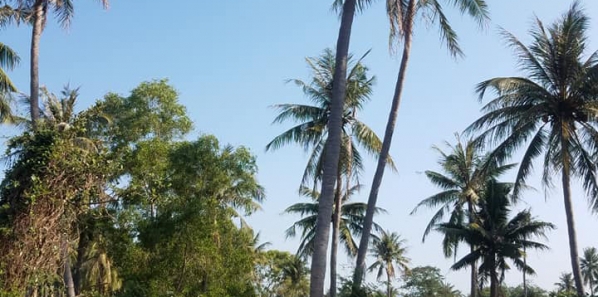 Bánh tráng gạo lứt tại Lâm Đồng