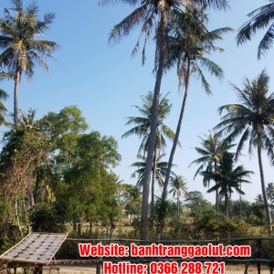 Bánh tráng gạo lứt tại Nhà Bè